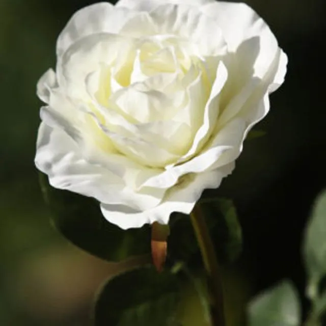 Hybrid Tea Rose Single Ivory