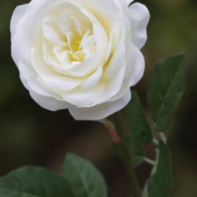 Old English Med Rose Ivory