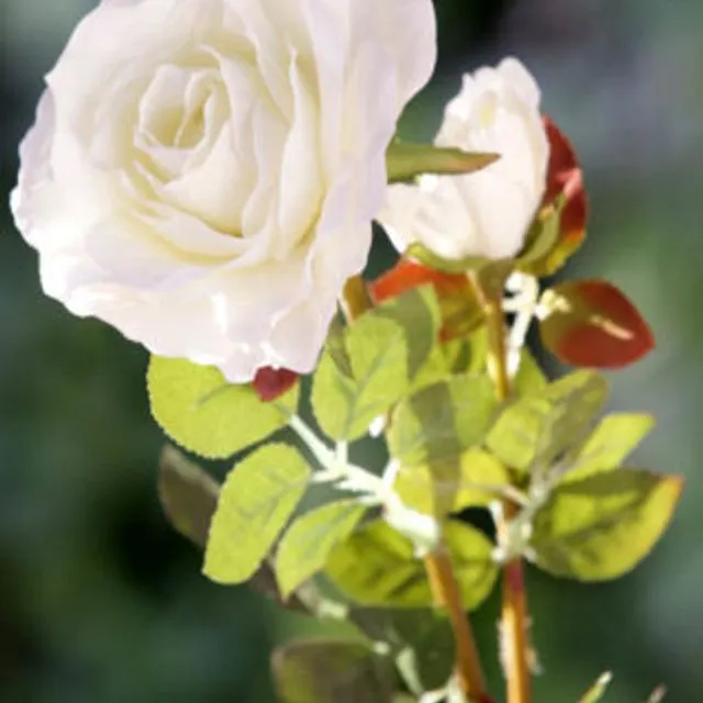 Hybrid Tea Rose With Bud Ivory