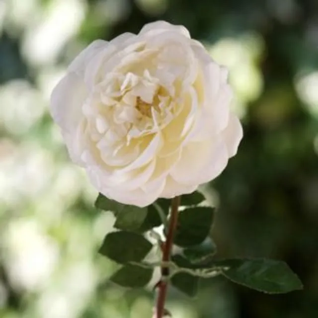 Old English Rose Single Ivory