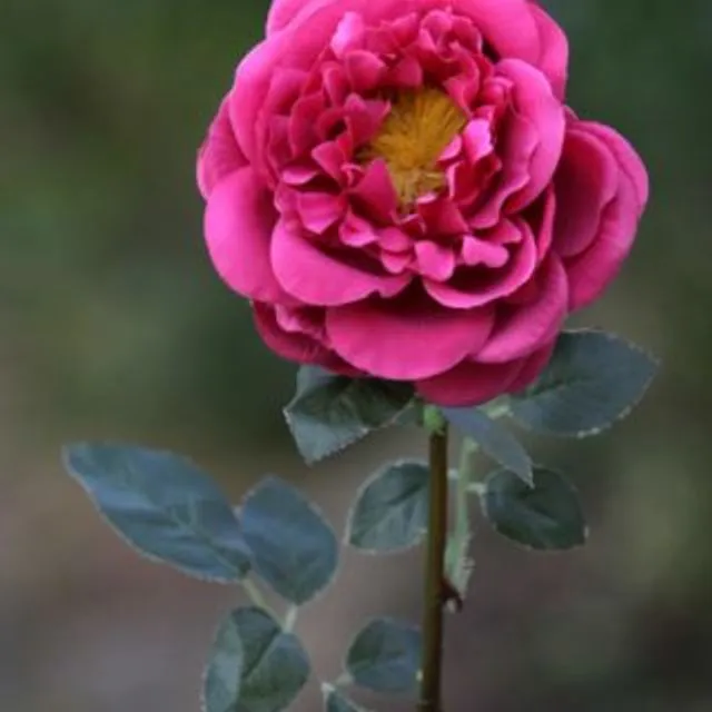 Old English Rose Single Dark Pink