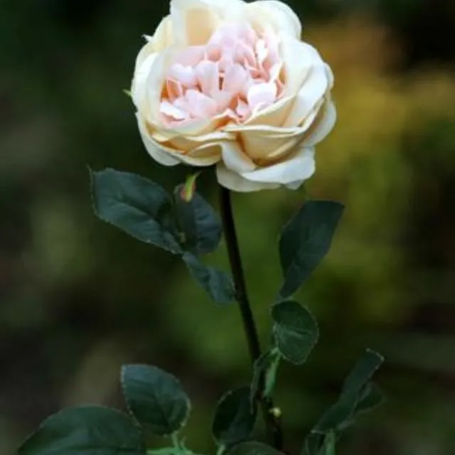 Old English Rose Single Pale Apricot