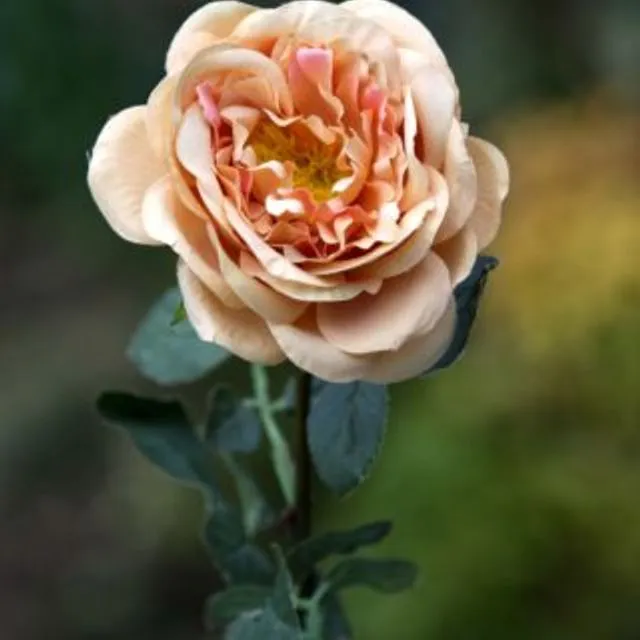 Old English Rose Single Apricot