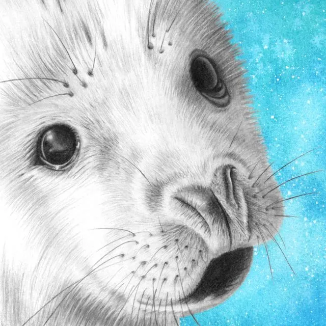 Baby Grey Seal - Seaside Signed Art Print - Graphite Drawing & Watercolour Wildlife Portrait