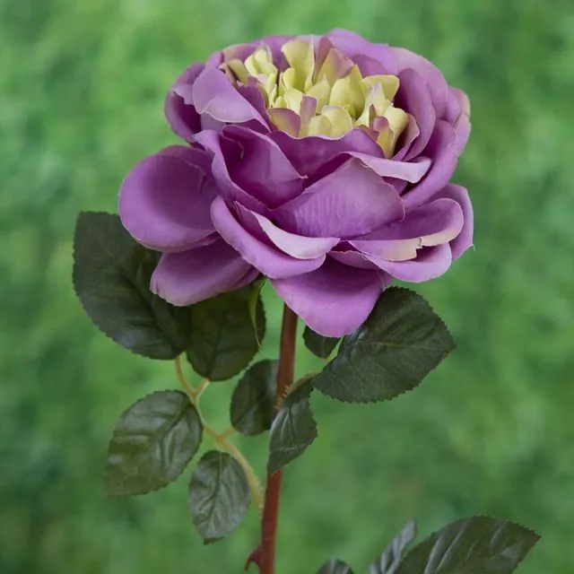 Old English Rose Single Mauve