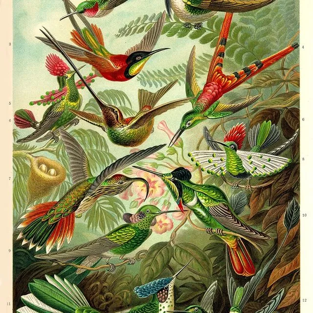 Poster Enst Haeckel - Hummingbirds - 50x70cm