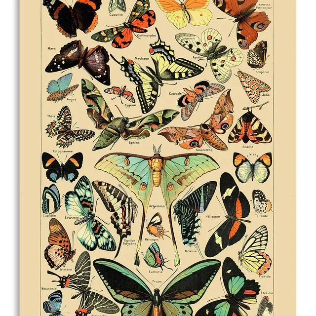 Postcard Vintage Butterflies - Adolphe Millot - 10x15cm