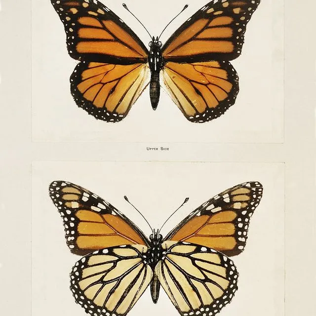 Poster Vintage monarch butterfly - Animals - 50x70cm