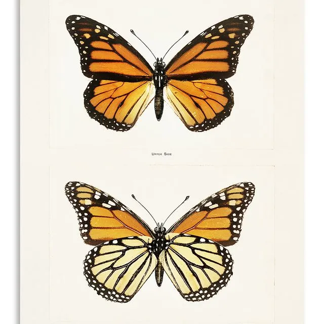 Postcard Vintage Monarch Butterfly  - 10x15cm