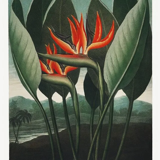 Poster 'The Queen Plant' - Temple of Flora - 50x70cm