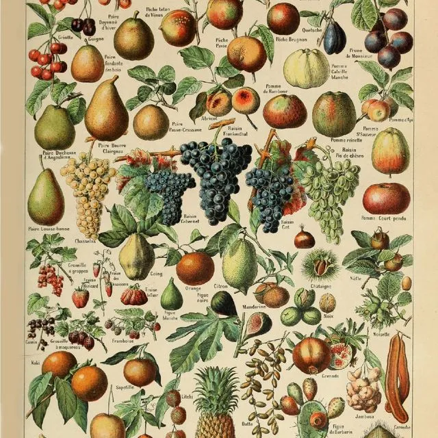 Poster Vintage Fruit - Millot - 50x70cm