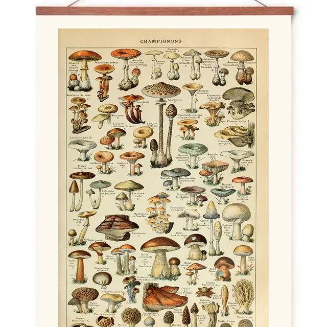 Poster in poster hanger - Mushrooms - 70x50cm