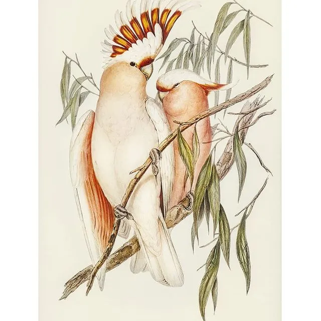 Poster Vintage Cockatoos - Animals - 50x70cm