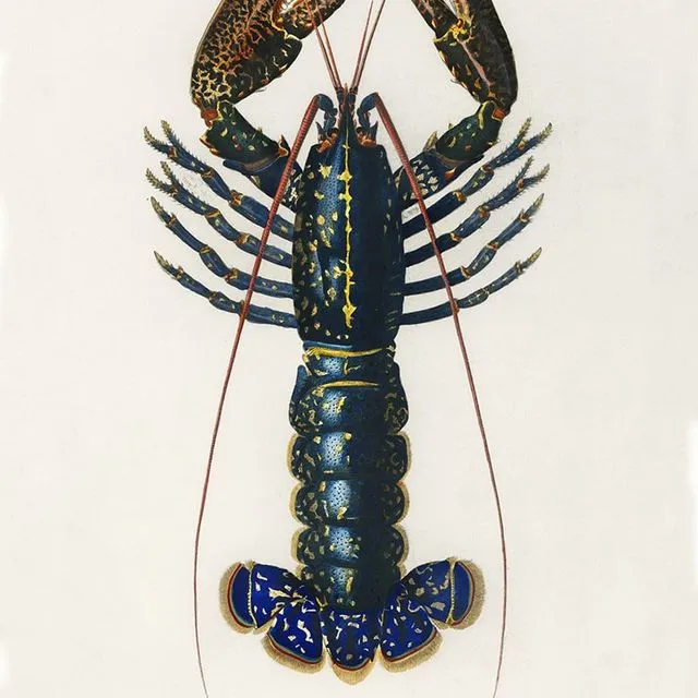 Poster Vintage Lobster - Animals - 50x70cm