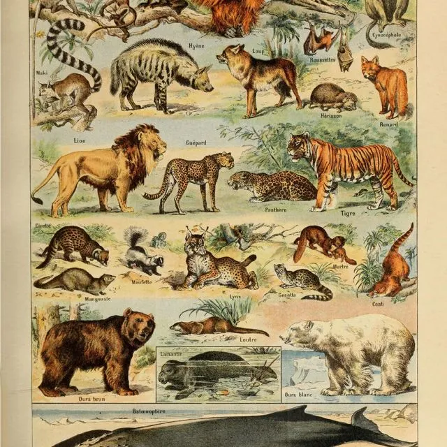 Poster Vintage Animals - Millot - 50x70cm