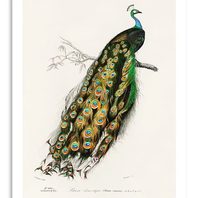 Postcard Vintage Indian Peacock  - 10x15cm