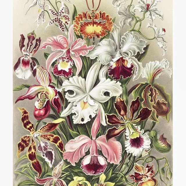 Poster Enst Haeckel - Orchideae - 50x70cm