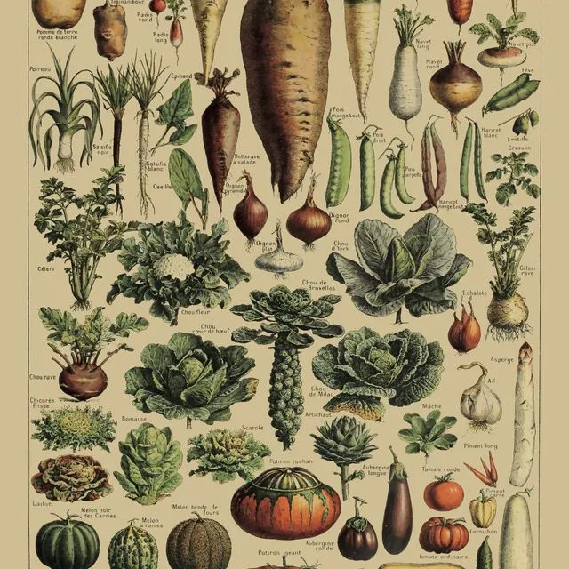 Poster Vintage Vegetables - 50x70cm