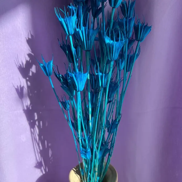 Nigella Orientalis - Blue