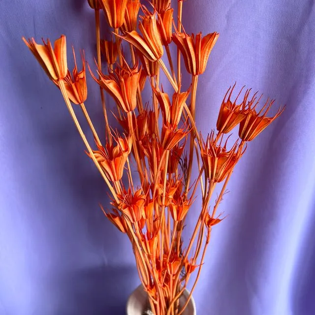 Nigella Orientalis - Orange