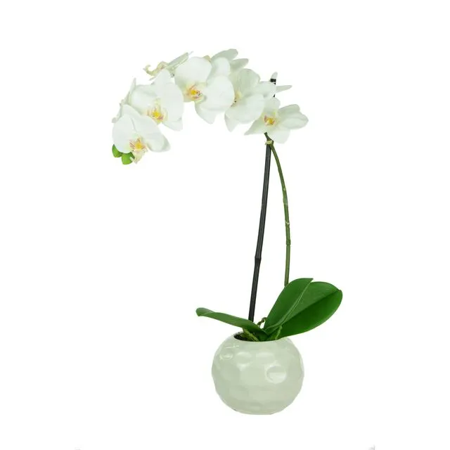 Potted Orchid 50cm