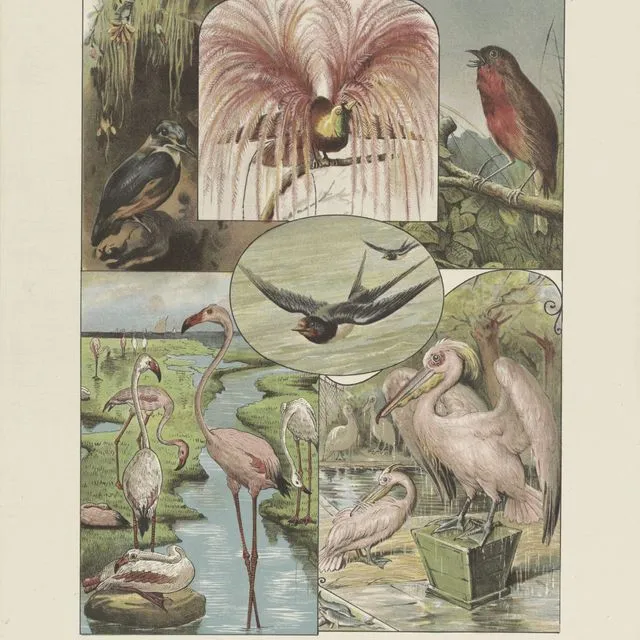 Poster Children's Prints - Vintage Birds - 50x70cm