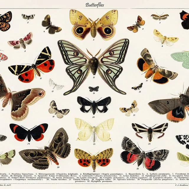 Poster Vintage Butterflies - Animals - 50x70cm