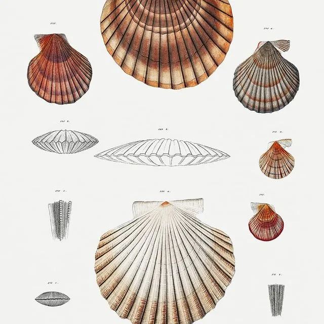 Poster Vintage Shells - 50x70cm