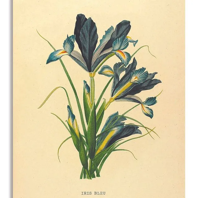 Postcard Blue Iris - 'Iris Bleu' - 10x15cm
