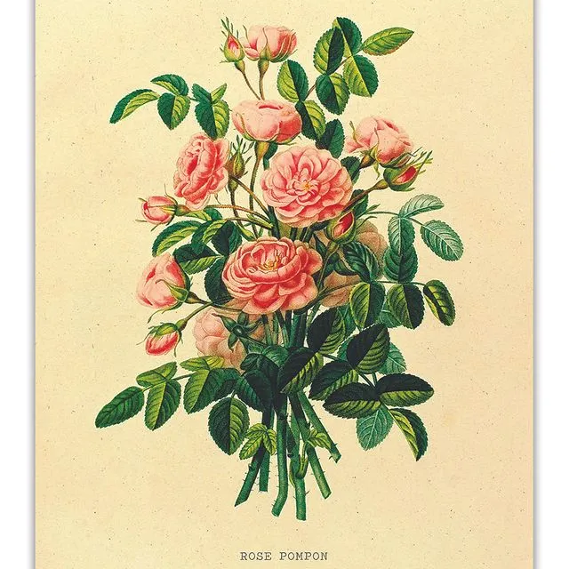 Postcard Vintage Rose - 'Rose Pompon' - 10x15cm