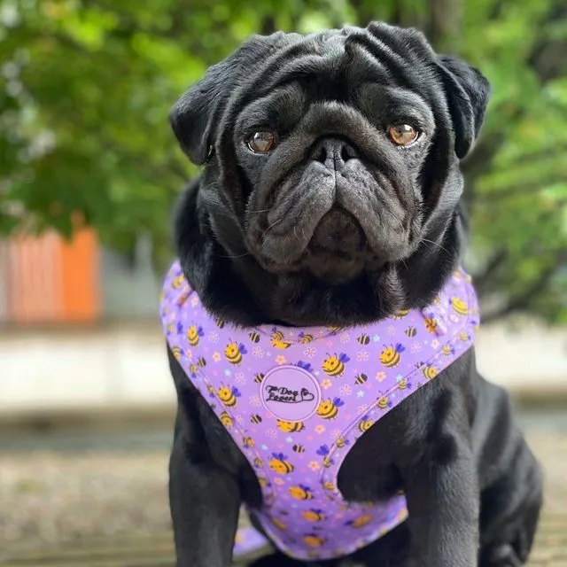 Adjustable Dog Harness - Don't Worry, Bee Happy