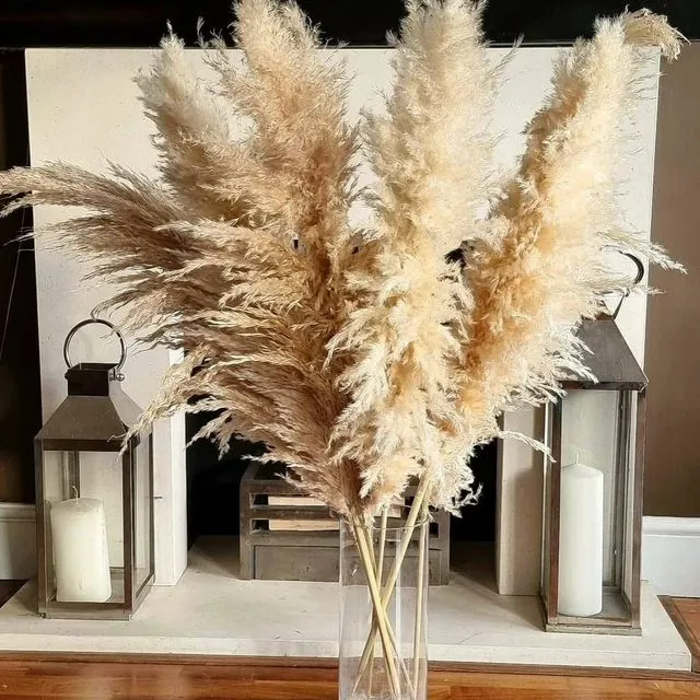 Large Pampas Grass 10 stem bundle natural Cream Dried Pampas Beige Pampas Home decor Fluffy Extra large grass reed Floral Decorations