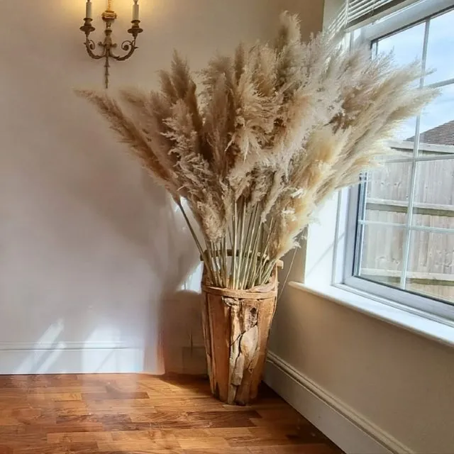 Large Pampas Grass natural Cream bouquet Dried Pampas Beige Pampas Home decor Fluffy Extra large grass reed Floral Decorations