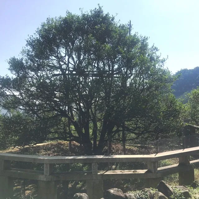 Ancient Tree, Single Bush- Gu Shu Dan Zhu (25g)