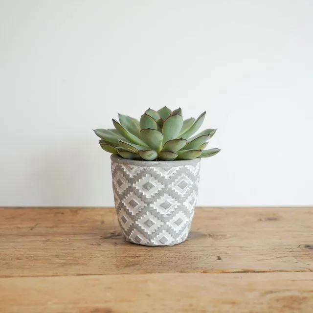 Mini Geometric Plant Pot and succulent plant