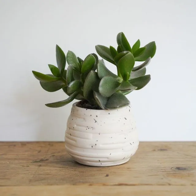Mini Speckled and ribbed plant pot with succulent plant