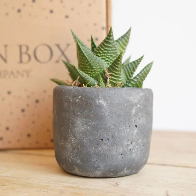 Grey Stone plant pot with succulent haworthia plant