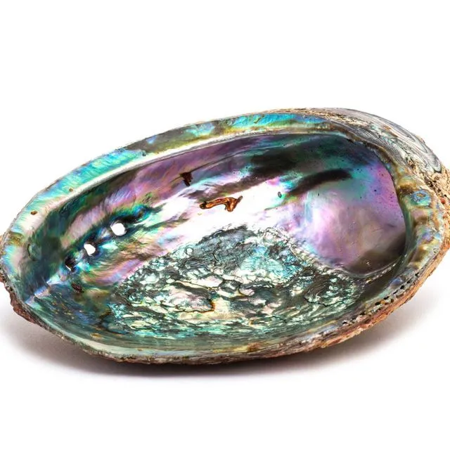 Smudge Ash Tray Burner - Abalone shell - Large 5"-6"