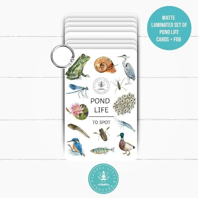 Pond Life - Explorer Flashcards