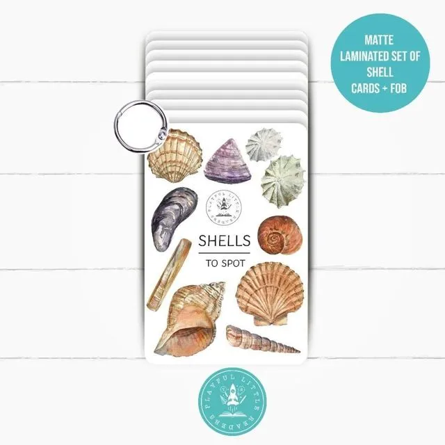 Shells - Explorer Flashcards