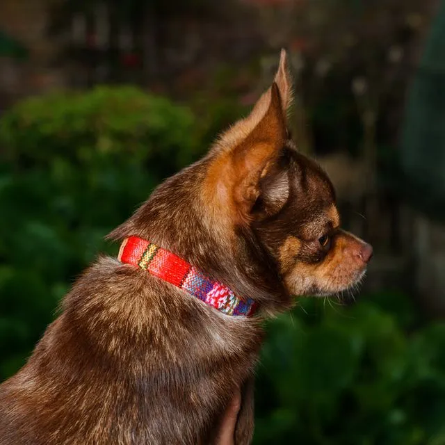 Inca Orange Dog Collar