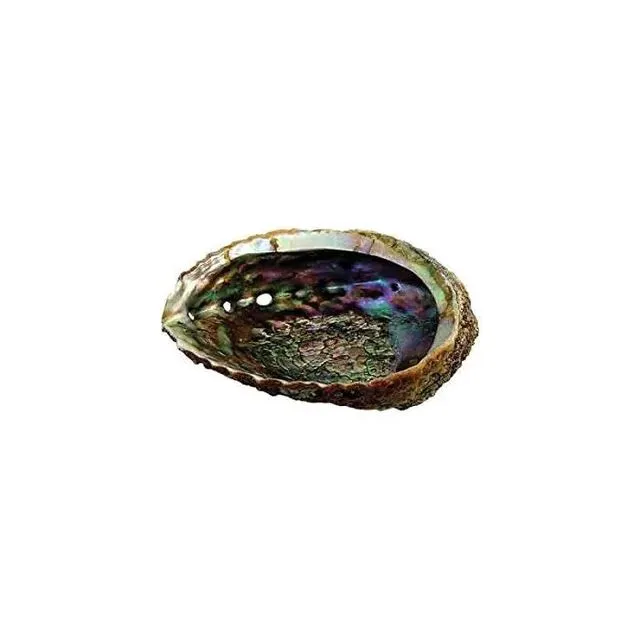 Green Abalone Shell 10-12cm
