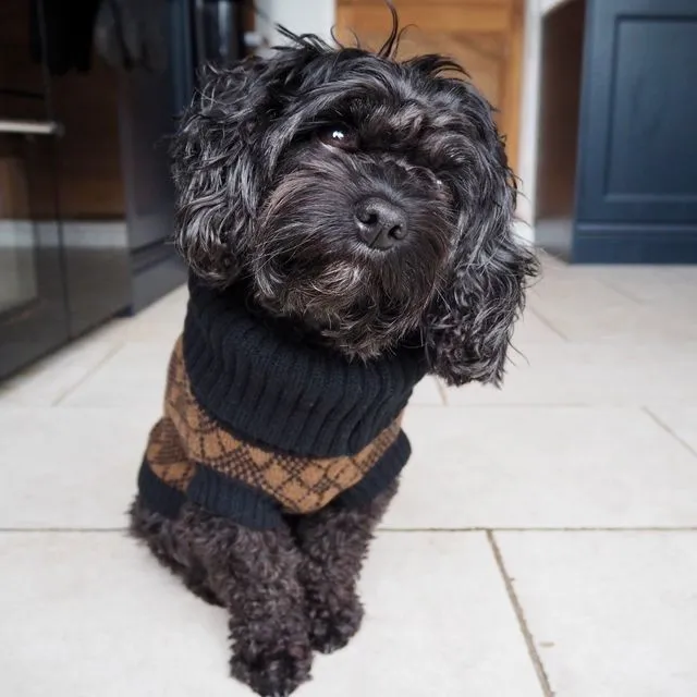 Lucy Dog Jumper in Black & Brown