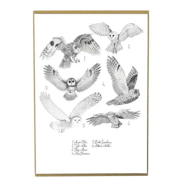 Parliament of Owls A6 Art Print