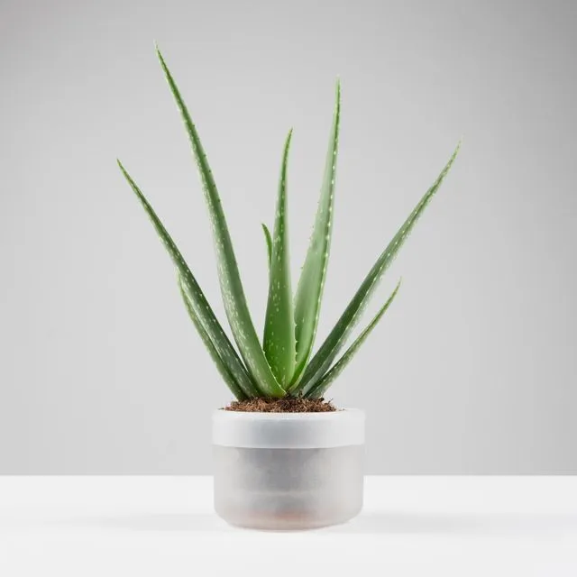 Till Planter - Small Single - self-watering plant pot