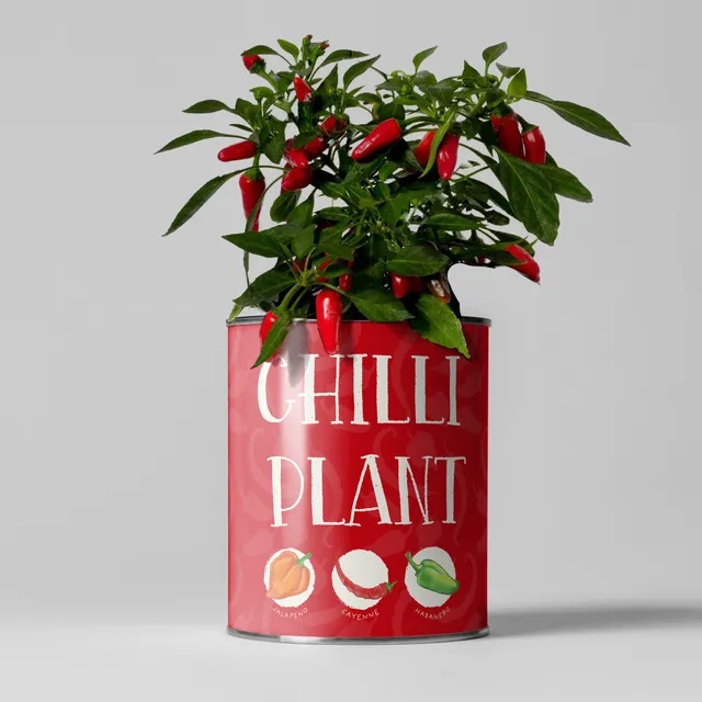 Chilli Plants Grow Kit