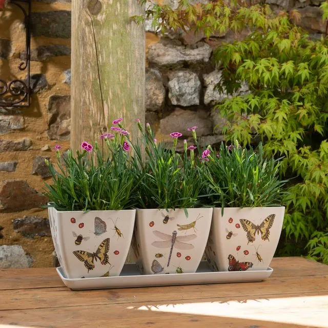 Iona Buchanan Insects Eco Pots Set of 3 With Tray - Gift Packaged