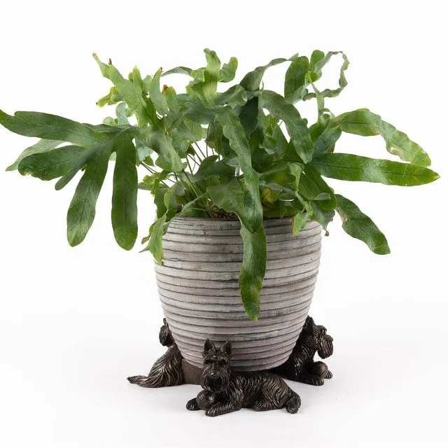 Scottish Terrier Plant Pot Feet - Set of 3