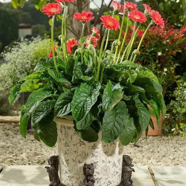 West Highland Terrier Plant Pot Feet - Set of 3