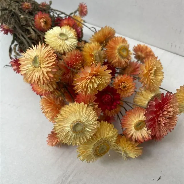 Helichrysum Orange ( Bunch )